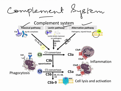 explain-the-complement-system-in-your-own-words-state-the-3-types-of-complement-and-briefly-explain-each-of-their-roles-in-the-immune-resposne-93466