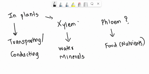why-are-xylem-and-phloem-are-called-complex-tissues-how-are-they-different-from-each-other-53255