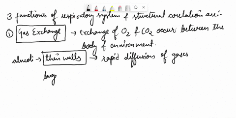 list-3-functions-of-the-respiratory-system-and-state-how-the-structure-of-respiratory-regions-is-correlated-with-the-functions-you-list-54193