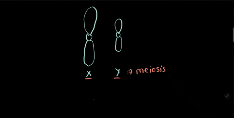 how-can-the-human-x-and-y-chromosomes-pair-during-meiosis-even-though-they-are-of-different-lengths-45613