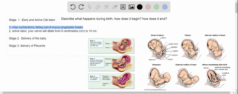 describe-what-happens-during-birth-how-does-it-begin-how-does-it-end-39846