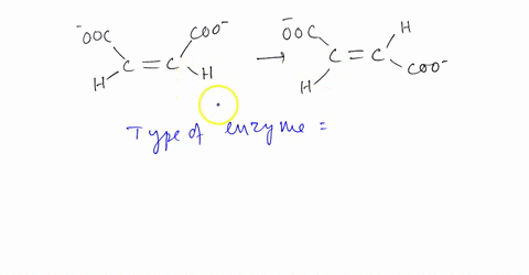 question-7-what-type-of-enzyme-would-catalyze-the-following-reaction-ooc-coo-c-c-ooc-c-c-coo-oxidoreductase-isomerase-transferase-lease-34414