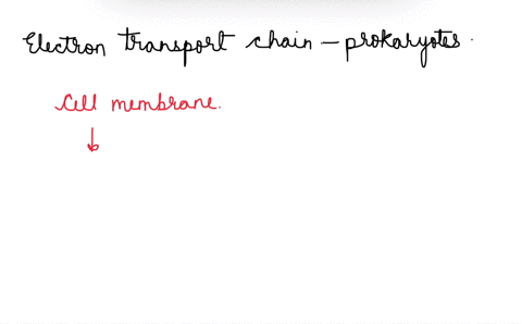 the-electron-transport-chain-in-prokaryotes-can-be-found-in-o-the-nucleous_-the-cell-membrane-the-endoplasmic-reticulum_-the-mitochondria-0-liposome-39102