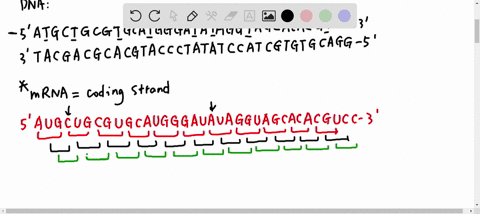 here-is-the-sequence-of-portion-of-bacterial-gene_-the-template-strand-is-on-the-bottom-5-atgctgcgtgcatgggatataggtagcacacgtcc-3-3-tacgacgcacgtaccc-tatatcc-atcgtgtgcagg-5-a-assuming-that-tran-03273