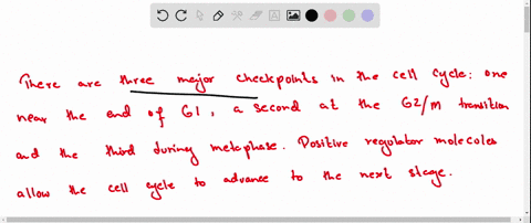 where-are-the-major-regulatory-points-in-the-cell-cycle-25492