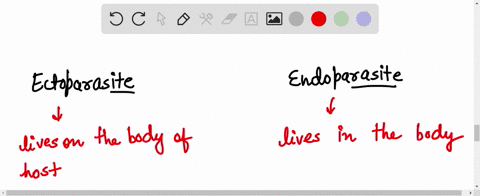which-one-is-example-of-ectoparasite-a-ticks-b-plasmodium-c-ascaris-d-taenia