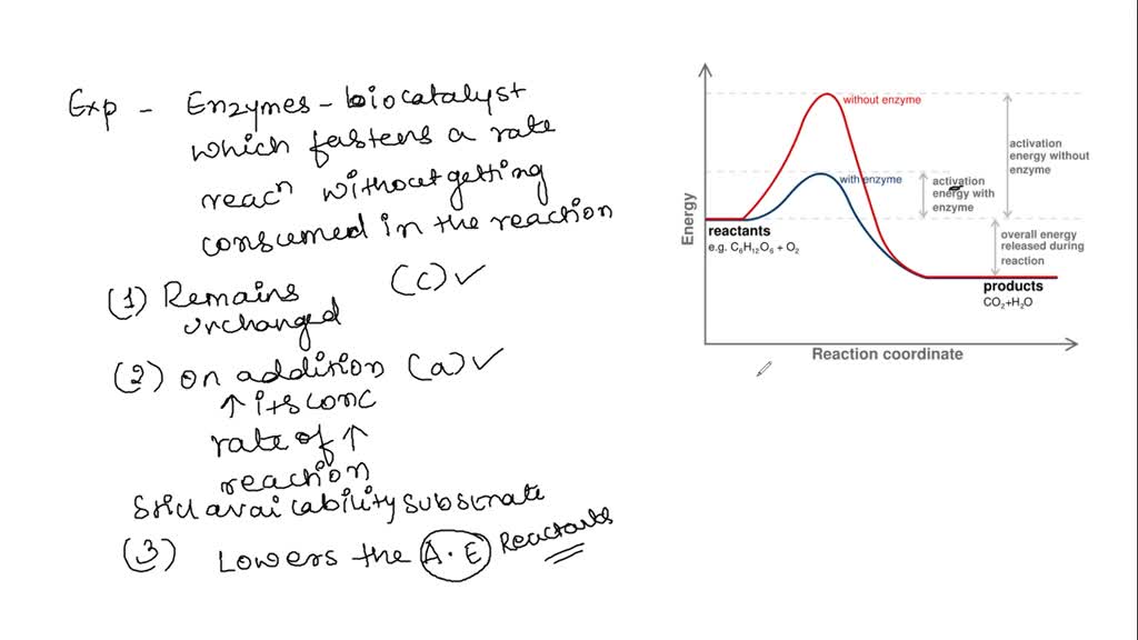 SOLVED: Which of the following are accurate statements about enzymatic