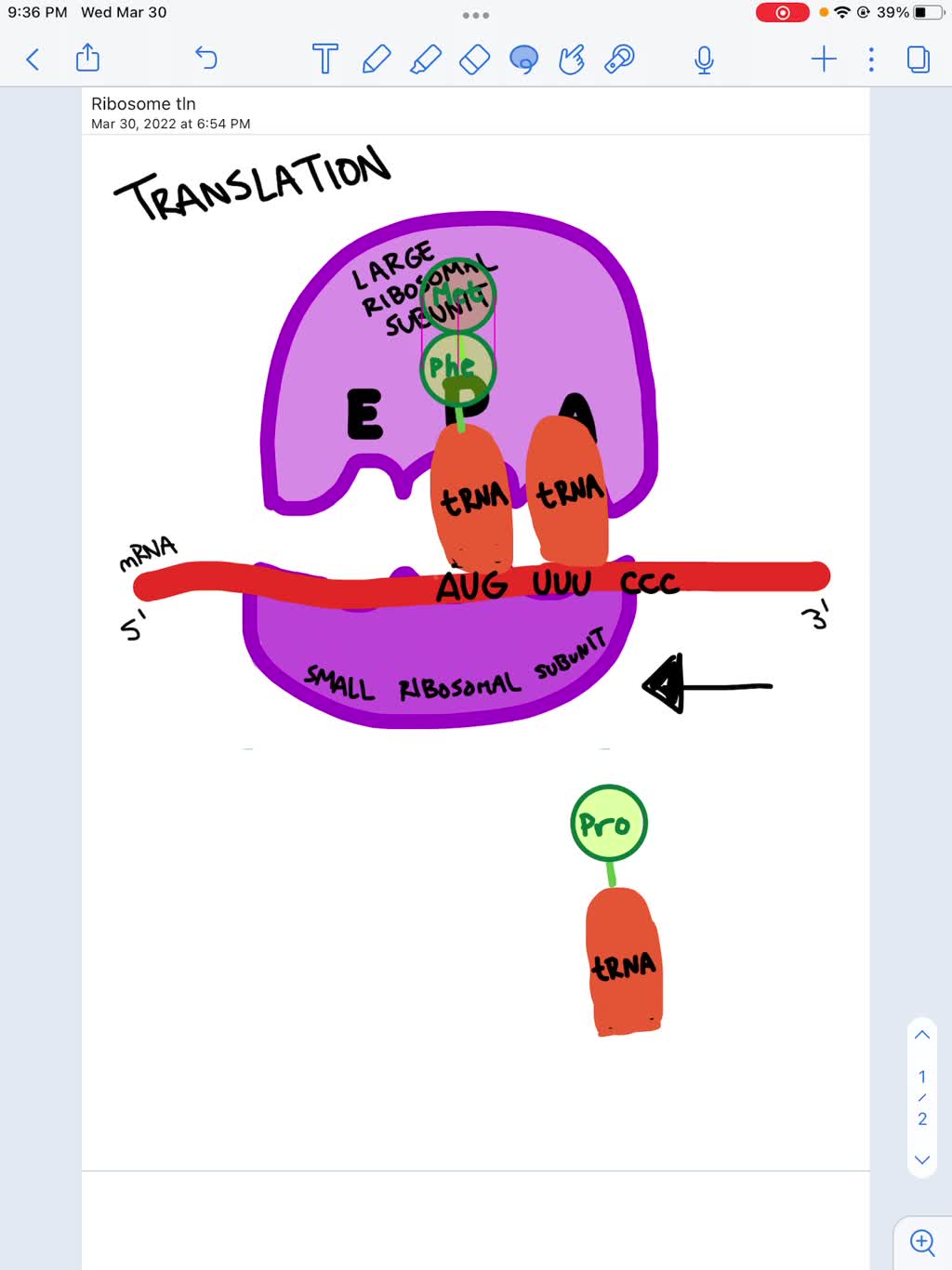 Start Codon Ribosome SOLVED: In the figure below shows the start codon is in the P-site of ...