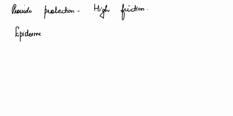 what-is-the-purpose-of-the-stratum-lucidum-to-provide-pigmentation-to-the-skin-to-waterproof-the-skin-to-provide-protection-in-areas-of-high-friction-to-allow-for-the-skin-to-remain-elastic-57137