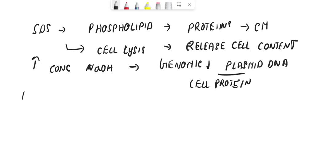 In your dna extraction activity, what is the function of the proteinase k?
