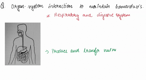 using the digestive system as an example explain the relationship ...