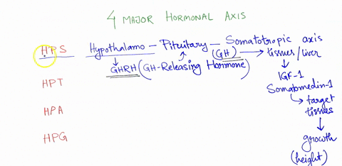 there-are-4-major-hormonal-axes-in-the-body-hypothalamo-pituitary-somatotropic-axis-hypothalamo-pituitary-thyroid-axis-hypothalamo-pituitary-adrenal-axis-hypothalamo-pituitary-gonadal-axis-f-38335