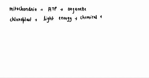 mitochondria-organelle-used-cunnect-to-and-separate-chromosumes-of-eukaryotic-cells-contains-digestive-enzymes-to-break-down-compounds-56-chloroplasts-special-vacuoles-that-contain-uxidation-92206