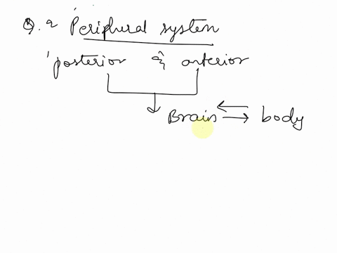 watch-this-video-httpopenstaxcollegeorglgraymatter-to-learn-about-the-gray-matter-of-the-spinal-cord-that-receives-input-from-fibers-of-the-dorsal-posterior-root-and-sends-information-out-th-05304