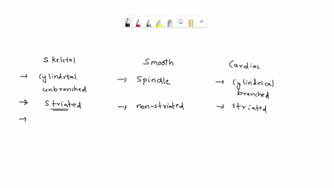 identify-a-tissue-type-skeletal-muscle-b-cardiac-muscle-smooth-muscle-d-smooth-and-cardiac-muscle-cannot-be-determined-13927