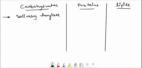 4-digestion-a-draw-a-chart-with-3-boxes-or-columns-titled-carbohydrates-proteins-and-lipids-under-each-box-identify-all-the-enzymes-needed-for-digestion-for-each-of-the-macronutrients-and-wh-11027