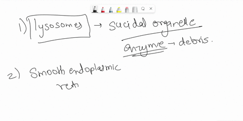 empty-contents-into-cytoplasm-during-apoptosis-smooth-endoplasmic-reticulun-harbors-extrachromosomal-dna-composition-of-inner-membrane-similar-to-eubactera-golgi-apparatus-double-membraned-o-31526