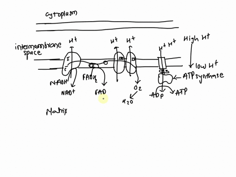 f-f-wh-oxidative-phosphorylation-pt-1-electron-trasnport-nadh-releases-lectrons-into-electron-transport-a-series-of-electron-carriers-like-nad-some-are-h-pumps-electrons-bive-energy-to-pump-35537