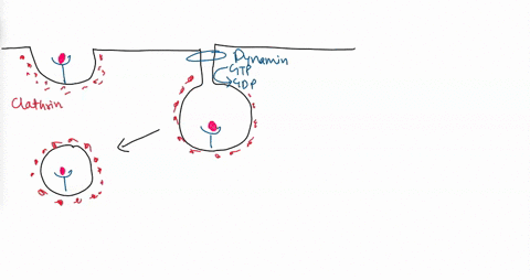 1-vesicular-transport-occurs-through-budding-of-clathrin-coated-vesicles-from-eucaryotic_plasma_membrane-through-various-types-of-proteins-including-adaptins-clathrin-and-dynamin-gtp-which-a-21946