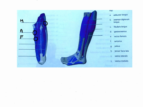 using-the-terms-from-the-key-on-the-right-correctly-identify-all-muscles-provided-with-leader-lines-in-the-illustrations-below-adductor-longus-extensor-digitorum-longus-fibularis-longus-gast-94117