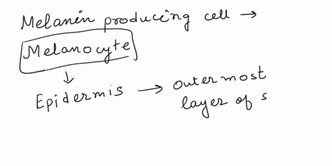4-i-describe-the-shape-and-the-location-of-melanin-producing-cells-in-our-skin-_________________________________________________________________________-90248