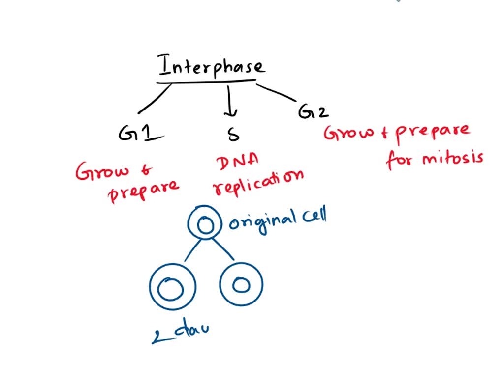 SOLVED What is occurring in a cell during Interphase? Growth, Cell