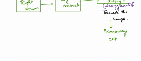check-in-arrange-the-following-structures-in-the-order-in-which-blood-flows-through-them-starting-with-the-rt-atrium-watch-the-kaltura-video-on-path-of-blood-before-vou-attempt-this-rt-atriu-69905