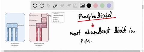 most-abundant-lipid-in-plasma-membrane-is-a-cholesterol-b-sterol-c-glycolipid-d-phospholipids