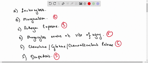 put-the-steps-in-phagocyte-mobilization-in-the-correct-order-a-leukocytosis-b-margination-c-pathogen-exposure-d-phagocytes-arrive-at-site-of-injury-e-chemokinecytokinechemoattractant-release-58903