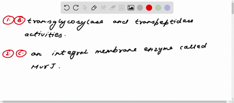 penicillin-binding-proteins-are-a-class-of-enzymes-that-has-2-types-of-activities-needed-in-the-synthesis-of-the-bacterial-cell-wall-they-are-a-peptidyltransferase-and-peptide-hydrolase-acti-24371