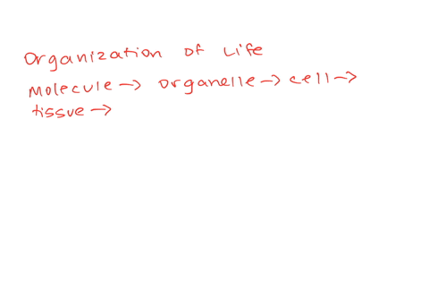3-arrange-the-following-terms-in-order-from-smallestleast-complex-to-largest-most-complex-o-a-tissue-molecule-cell-organ-organ-system-organism-ob-molecule-cell-tissue-organ-organ-system-orga-72952