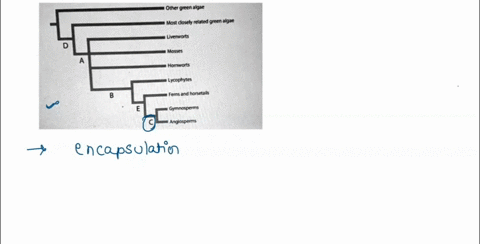 review-lhe-phylogenetic-tree-shown-one-of-ihe-major-events-in-the-evolution-of-plants-was-tne-encapsulation-of-the-sporophyle-embryo-with-a-signifcant-supply-ot-stored-nutritonal-sources-wit-96962