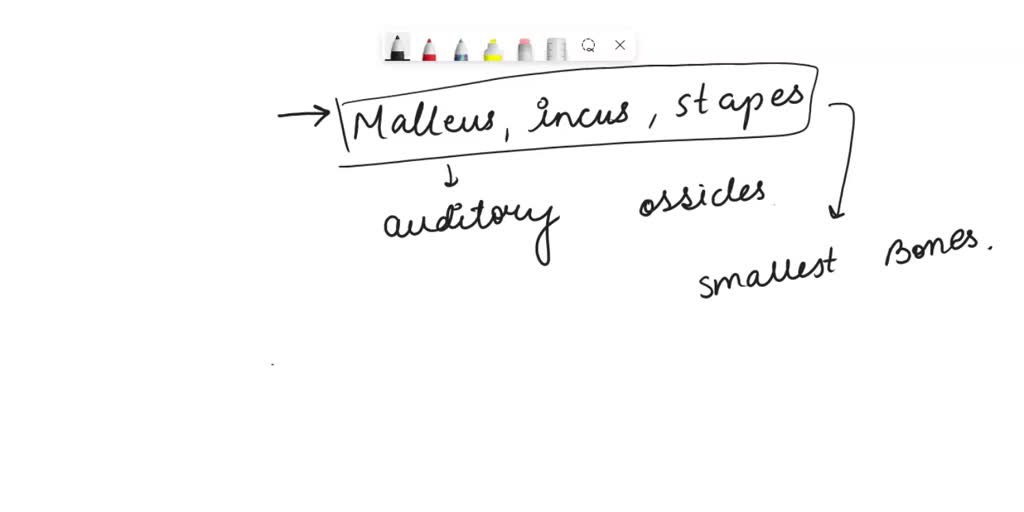 SOLVED Anatomy of the Ear Major functions of each part Pinna