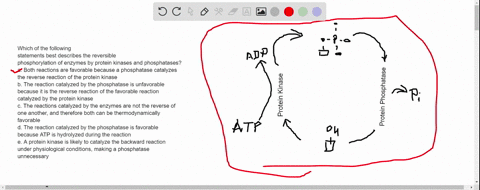 which-of-the-following-statements-best-describes-the-reversible-phosphorylation-of-enzymes-by-protein-kinases-and-phosphatases-a-both-reactions-are-favorable-because-a-phosphatase-catalyzes-64182