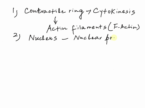 40-this-component-of-the-cytoskeleton-forms-the-contractile-ring-during-animal-cell-cytokinesis_-a-intermediate-filaments-b-microtubules-c-actin-filaments-d-spindle-apparatus-questions-41-55-50432