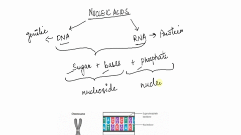 which-of-the-following-substances-is-found-in-rna-molecules-but-not-in-dna-molecules-a-adenine-b-pho-08265