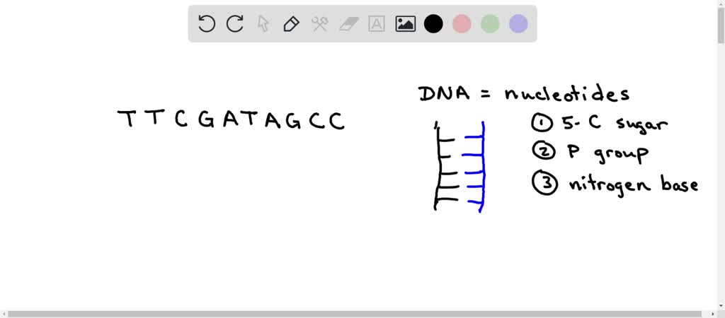 SOLVED: Below is the sequence of one of two strands of a DNA double ...