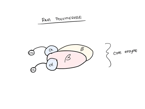 explain-the-initiation-of-transcription-in-prokaryotes-include-all-proteins-involved-a-in-prokaryote-74742