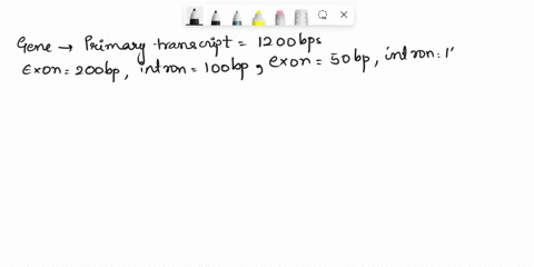 let-us-consider-the-following-a-gene-produces-a-primary-transcript-that-is-1200-basepairs-bp-long-with-the-intron-exon-structure-exon-1-200-bp-intron-1-100-bp-exon-2-50-bp-intron-2-150-bp-ex-98806