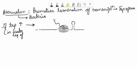 what-is-attenuation-what-is-the-mechanism-by-which-the-attenuator-forms-when-tryptophan-levels-are-high-and-the-antiterminator-forms-when-tryptophan-levels-are-low-what-is-one-major-benefit-09925