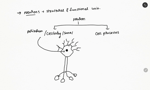neurons-are-the-building-blocks-of-the-nervous-system-they-process-and-transmit-signals-in-a-neuron-the_____-is-found-inside-the-____-00766