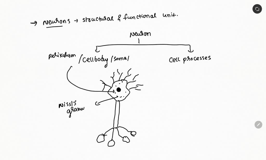 SOLVED Protein synthesis in neurons occurs in nodes of Ranvier