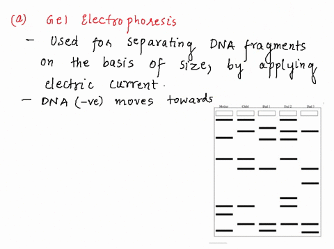 look-at-the-following-gel-electrophoresis-how-does-dna-gel-electrophoresis-work-2-marks-given-the-following-results-who-is-the-father-of-the-child-in-question-explain-your-reasoning-3-marks_-09102