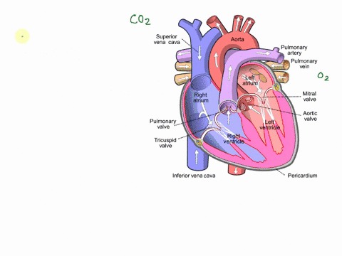 stion-28-thetollowing-structures-thc-orde-that-biocdwou-and-coronjry-sinus-chocse-ckir_-lcftvertricl-ticvalve-tricusp-lenthm-ja-m-pulmeriary-arcries-e-rusjid-rcttrertrice-pjlanctk-crojeo-cro-37368