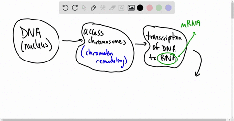 starting-with-instructions-from-the-factory-manager-dnachromosomes-create-a-flow-chart-to-show-how-a-protein-is-produced-and-shipped-from-a-cell-65067