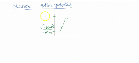 action-potentlals-in-neurons-involve-opening-and-closing-of-voltage-gated-na-andk-ion-channels-place-the-events-of-an-action-potential-in-order-starting-and-ending-with-a-cell-at-its-resting-48716
