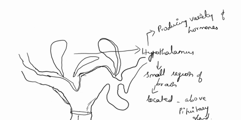 label-the-anterior-and-posterior-pituitary-glands-and-infundibulum-hypothalamus-pituitary-gland-13832