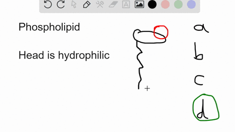 question-3-1-point-all-of-the-following-statements-about-the-phospholipids-of-a-cell-membrane-are-true-except-each-is-made-up-of-a-polar-phosphate-group-and-two-fatty-acid-tails-tails-direct-19074