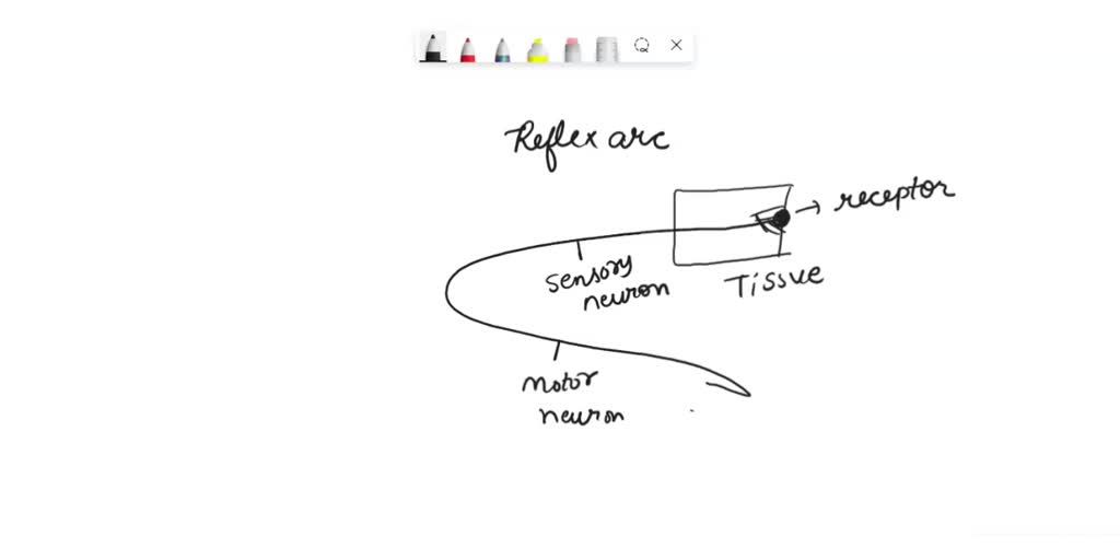 Draw a monosynaptic reflex arc in the space provided. Label your ...