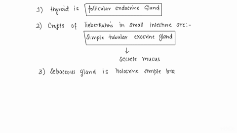 1the-thyroid-is-a-follicular-endocrine-gland-a-cordonal-endocrine-gland-a-follicular-exocrine-gland-a-cordonal-exocrine-gland-2what-kind-of-gland-is-lieberkuns-crypt-exocrine-simple-composed-41382